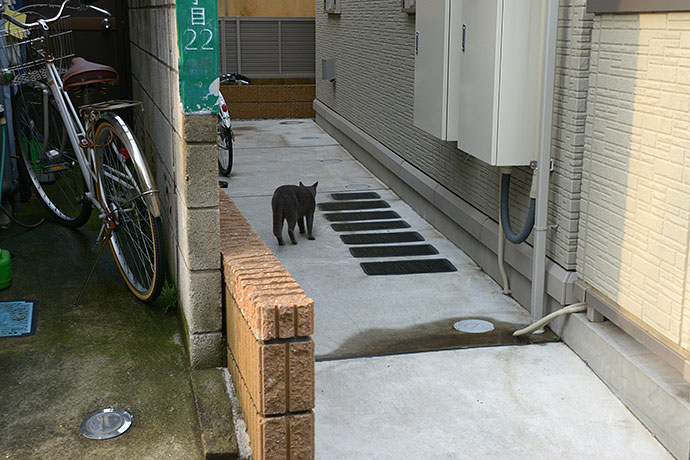 太田区のねこ