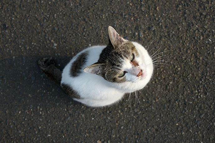 太田区のねこ