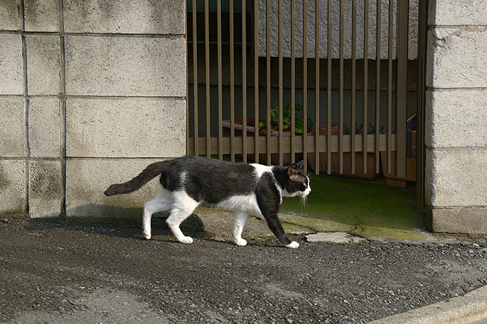 太田区のねこ