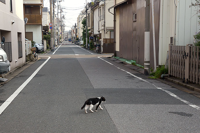 太田区のねこ