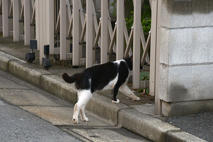 太田区のねこ