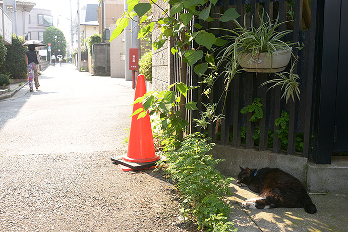 太田区のねこ