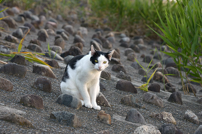太田区のねこ