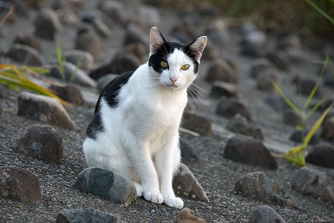 太田区のねこ