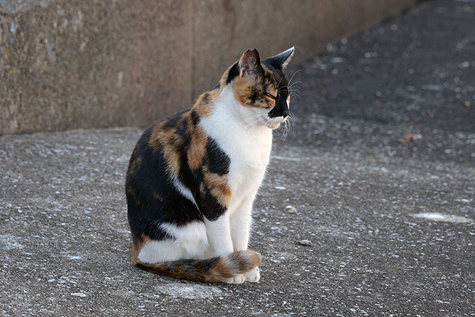 太田区のねこ