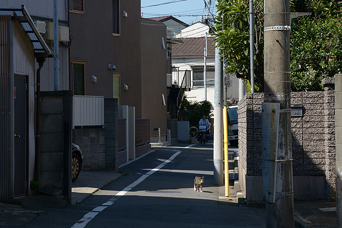 太田区のねこ
