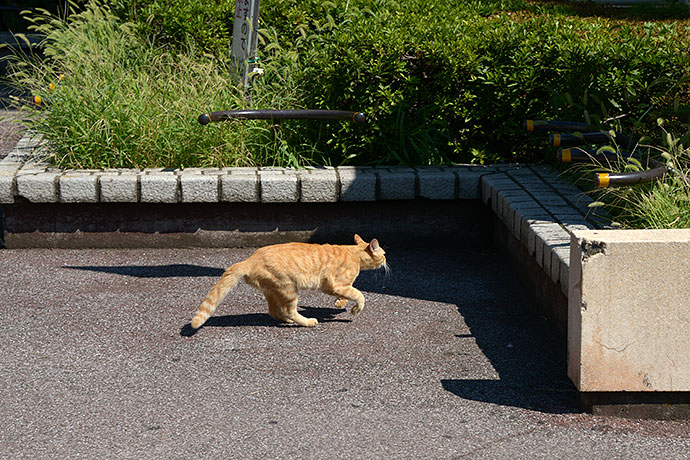 太田区のねこ