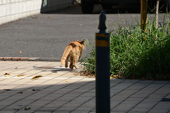 太田区のねこ