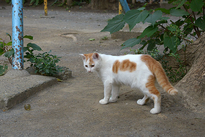 太田区のねこ