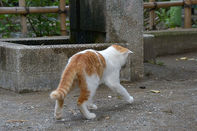 太田区のねこ