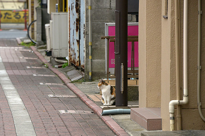 太田区のねこ