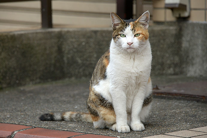 太田区のねこ