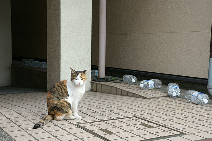 太田区のねこ