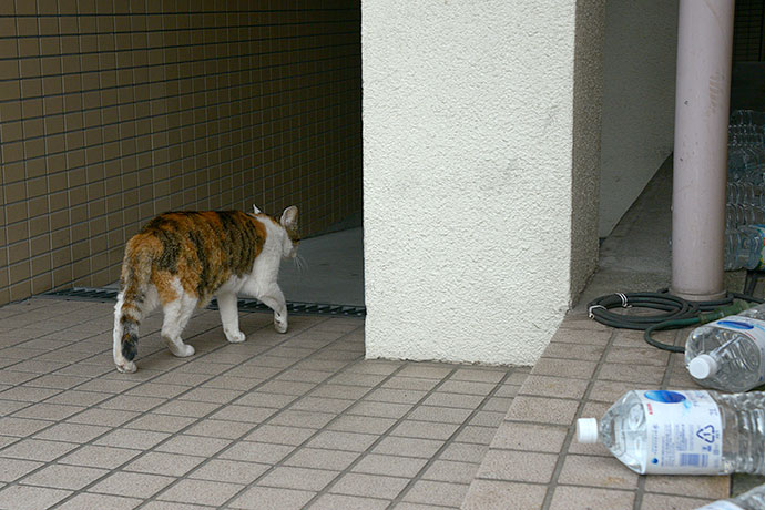 太田区のねこ
