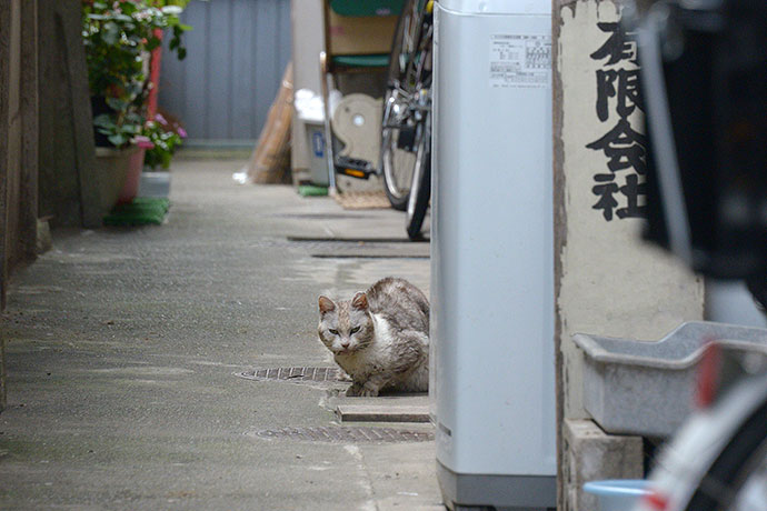 太田区のねこ