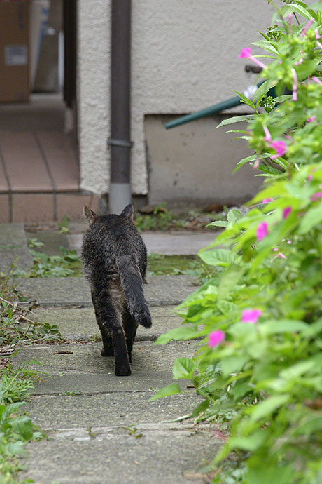 太田区のねこ