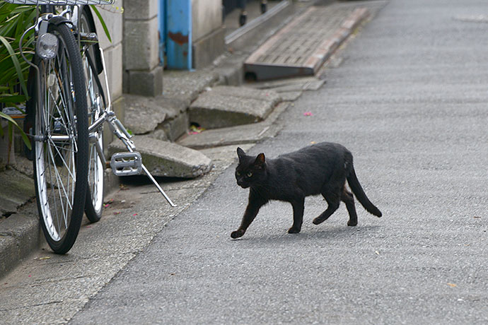 太田区のねこ