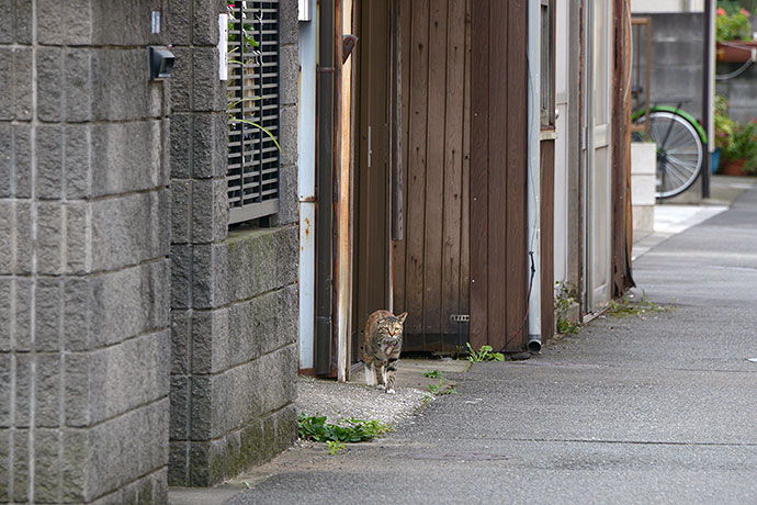 太田区のねこ