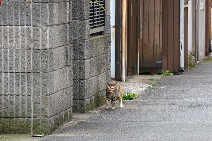 太田区のねこ