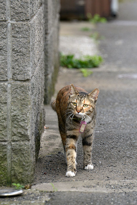 太田区のねこ