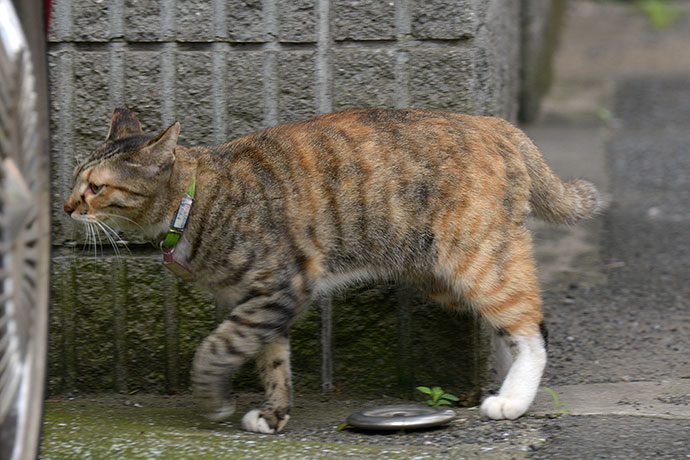 太田区のねこ