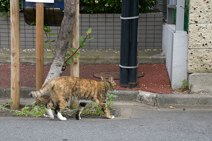 太田区のねこ