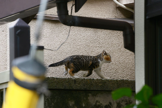太田区のねこ