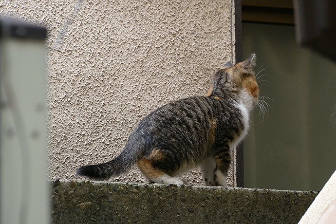 太田区のねこ
