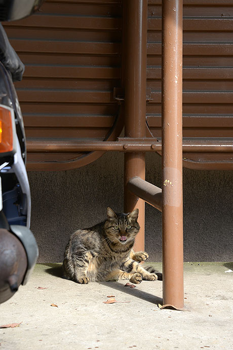 太田区のねこ