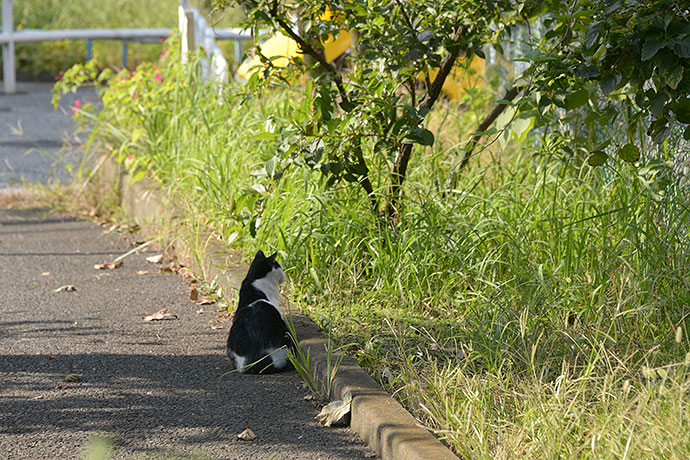 太田区のねこ