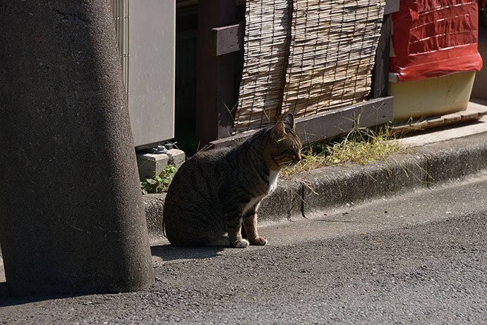 太田区のねこ