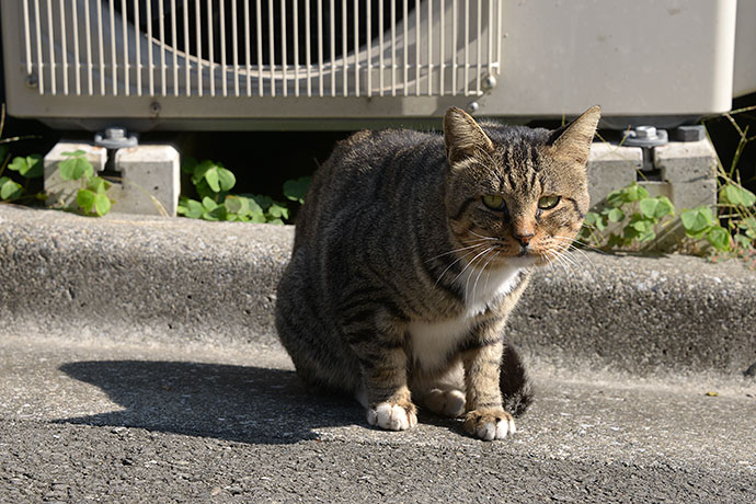 太田区のねこ