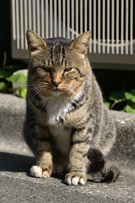 太田区のねこ