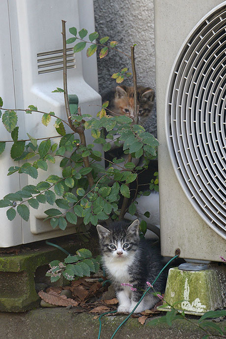 太田区のねこ
