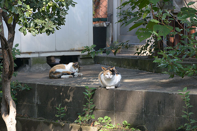 太田区のねこ