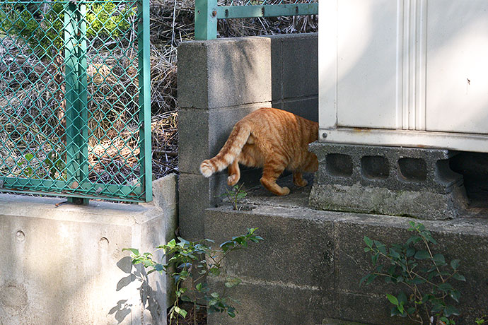 太田区のねこ