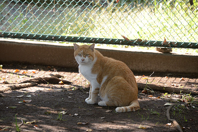 太田区のねこ