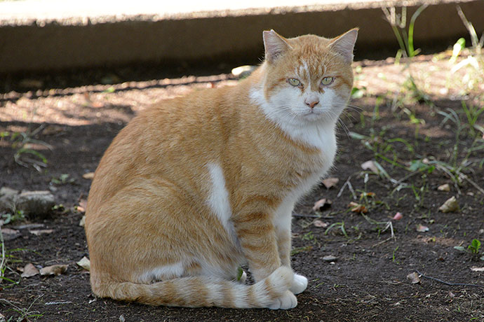 太田区のねこ