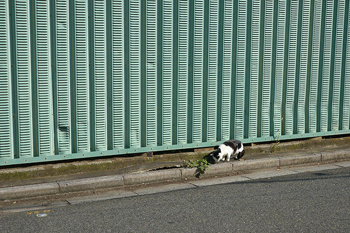 太田区のねこ