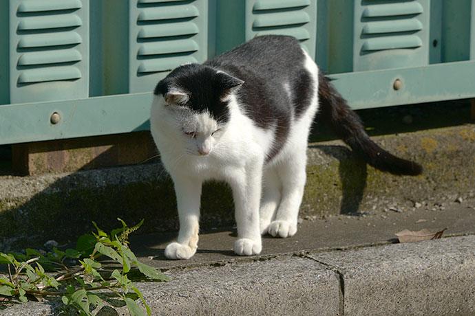 太田区のねこ