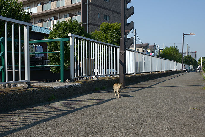 太田区のねこ