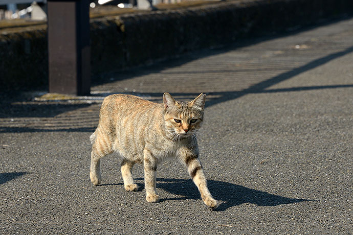 太田区のねこ