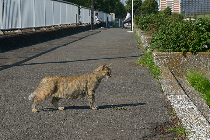 太田区のねこ
