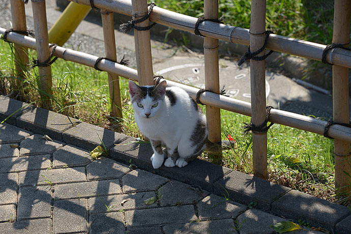 太田区のねこ