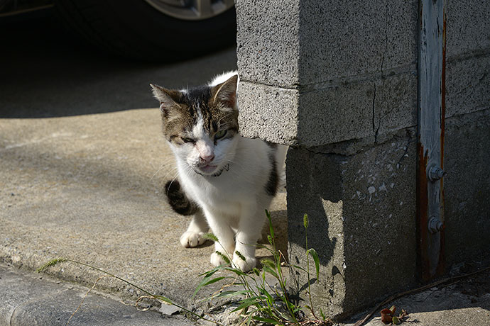 太田区のねこ