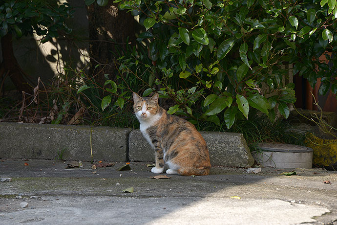 太田区のねこ