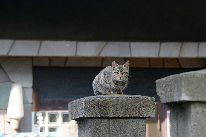 太田区のねこ