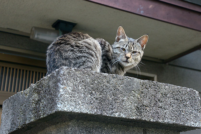 太田区のねこ