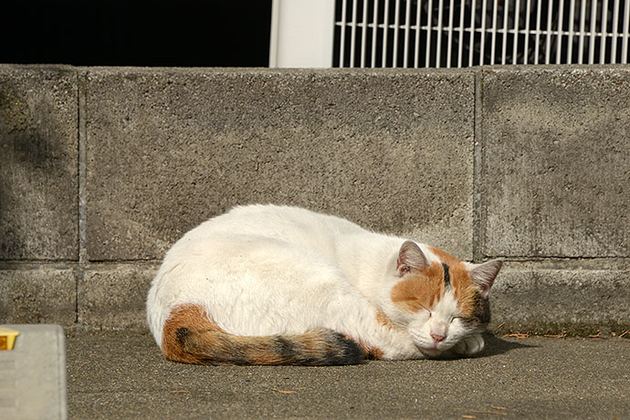 太田区のねこ