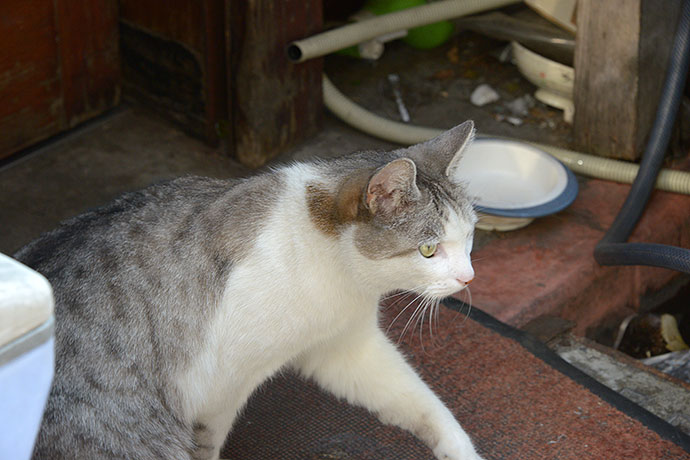 太田区のねこ